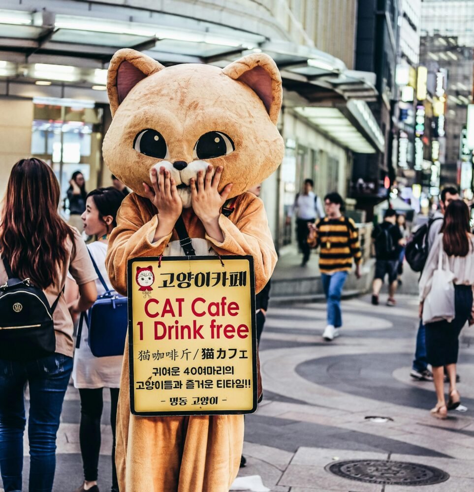 seoul cat cafe