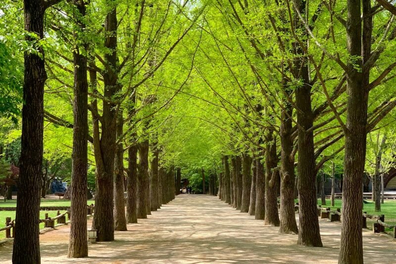 day trips nami island